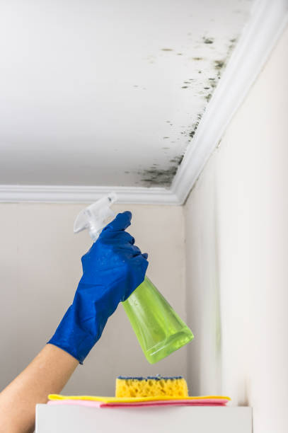 Professional Mold Removal in Pleasant Hills, PA